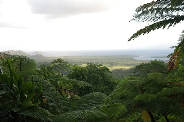 Forêt tropicale du Queensland